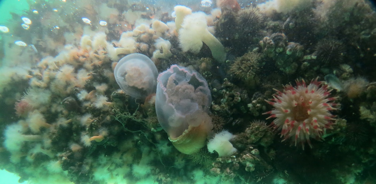 Zdjęcie przedstawia rafę koralową żyjącą w morzu północnym. Widać na nim kolorowe ukwiały i meduzy.
