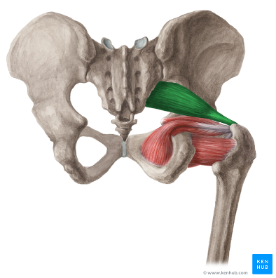 Piriformis muscle - dorsal view