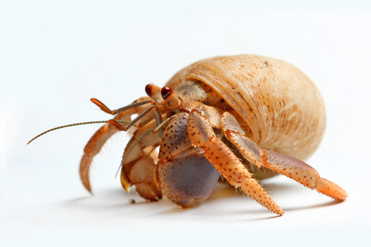 Hermit Crabs Molting