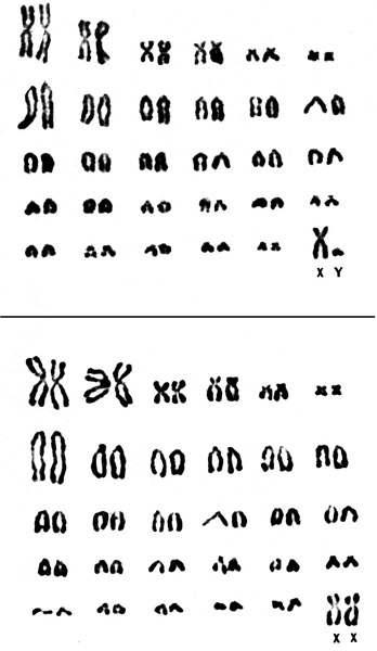Karyotypes of Tupaia glis with 2n=60