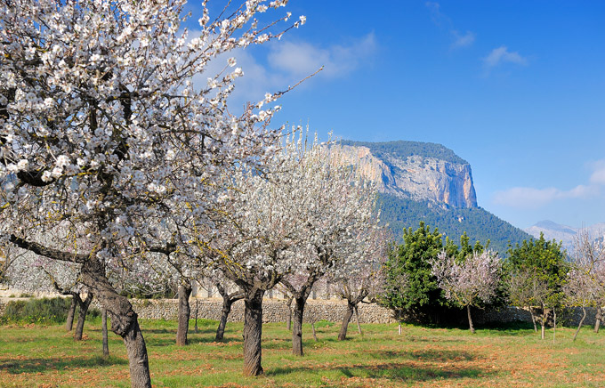 ALMOND-TREES-MALLORCA-THEORY4.COM-06.jpg