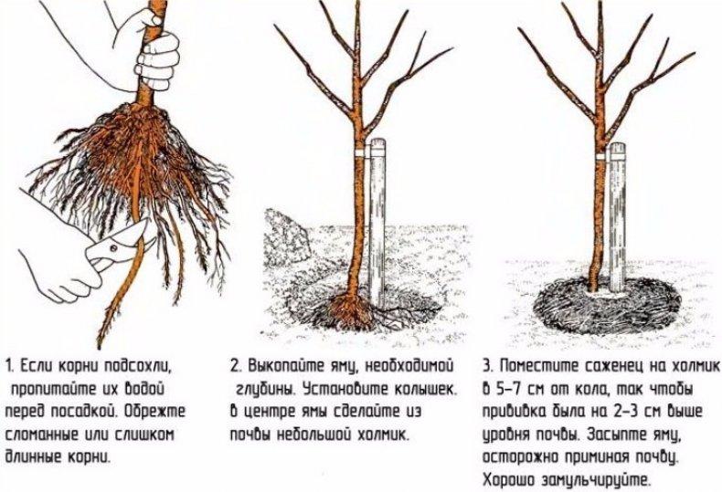 Посадка груши осенью — когда и как посадить - Бабушкина дача