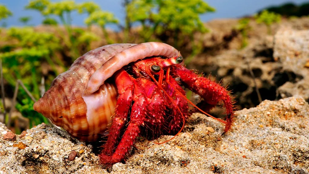 Do Hermit Crabs Make Noise