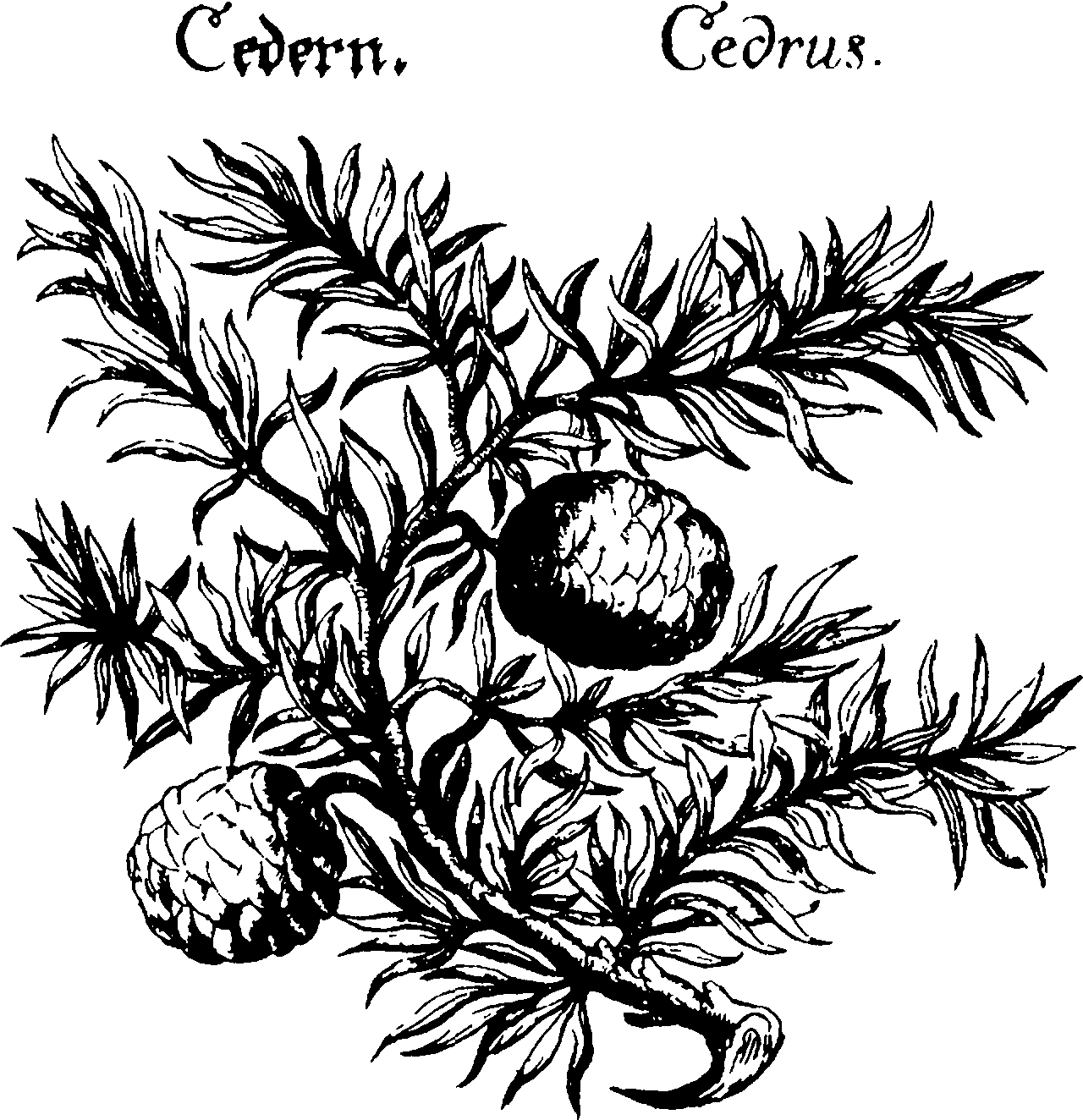 .com/