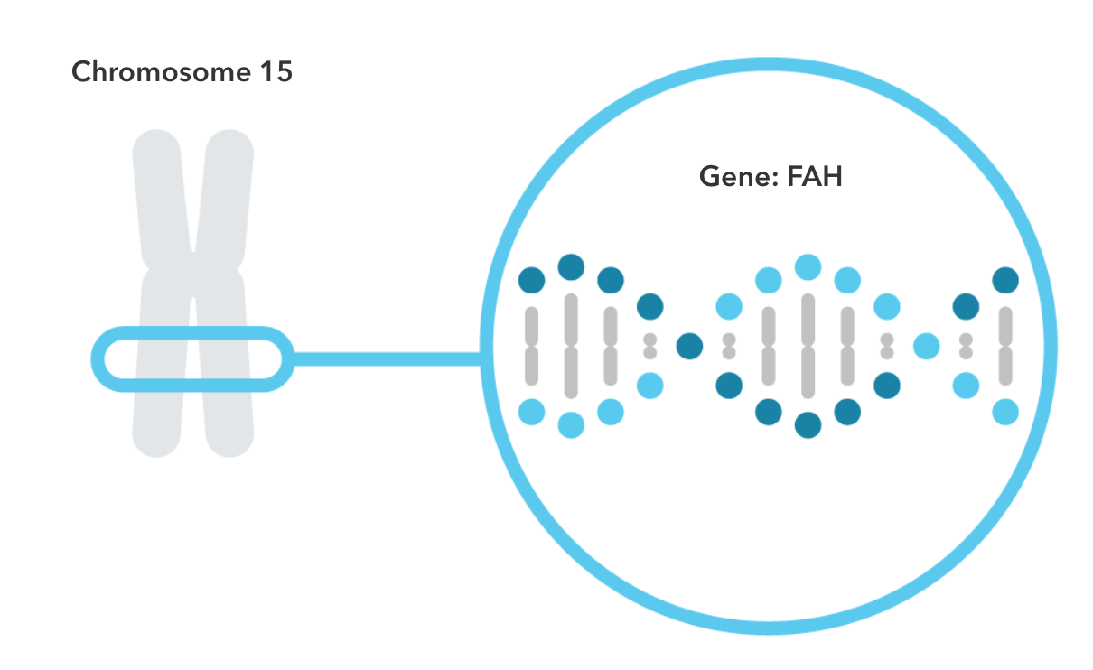The FAH gene is shown located on chromosome 15. 