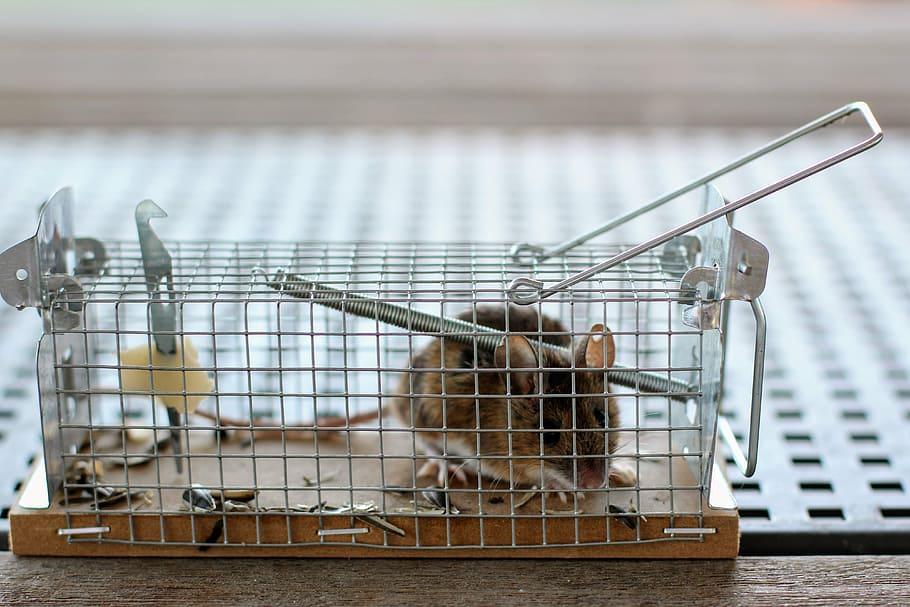 mouse, mousetrap, case, nager, animal, caught, rodent, rat, HD wallpaper