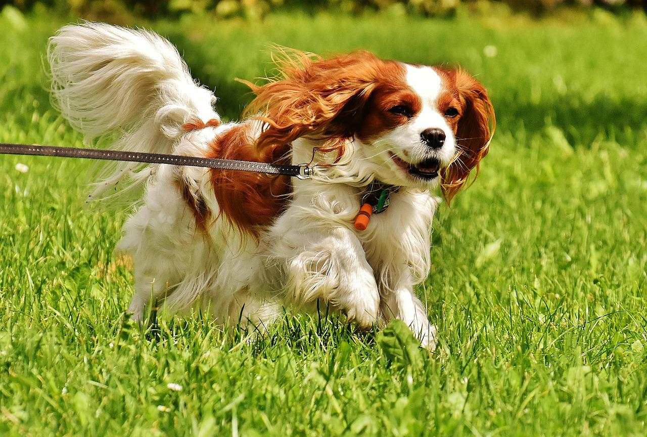 5 Best Dog Toys for Cavalier King Charles Spaniels Pet Care Advisors