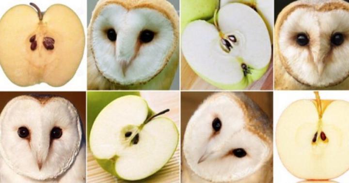 Image result for image of animal look like food