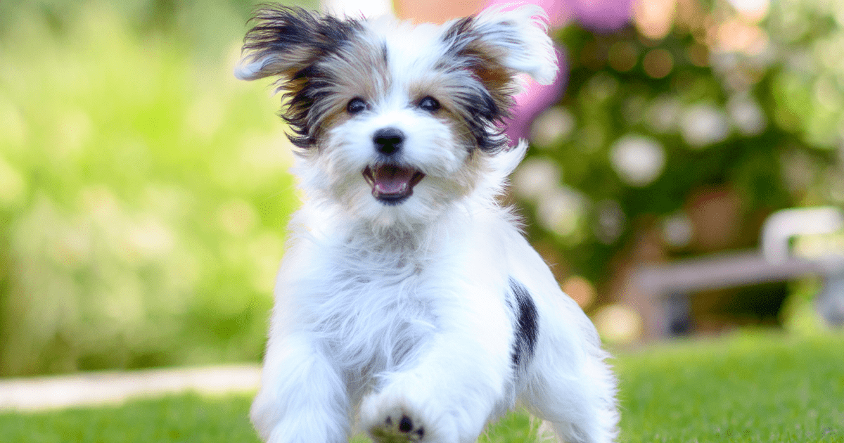 cute dog running on grass