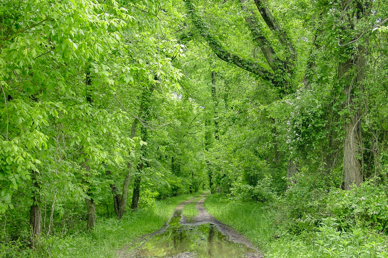 A double track road disappears into a thick green wood with a water puddle in the foreground reflecting the trees. 