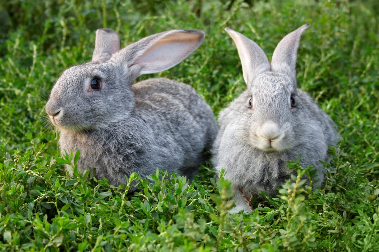 Can Rabbits Eat Nuts: nuts are not safe for rabbits to eat