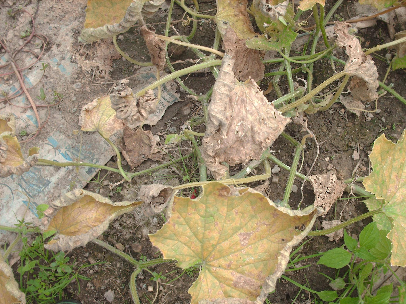 Overwatering can harm zucchini plants by drowning their roots and causing slow growth, yellowing leaves, mold growth, and fruit rotting on the vine