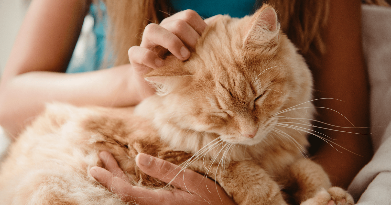 chat roux se fait caresser