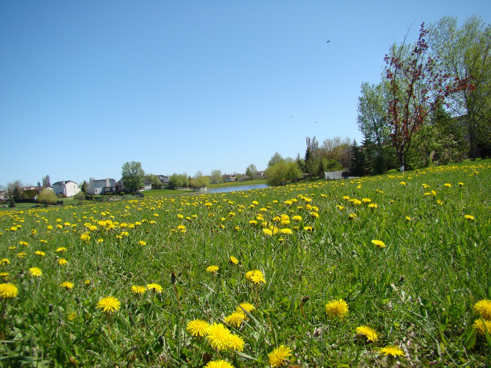 File:Summer 2009 in winnipeg