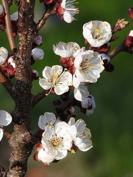 Apricot blossoms