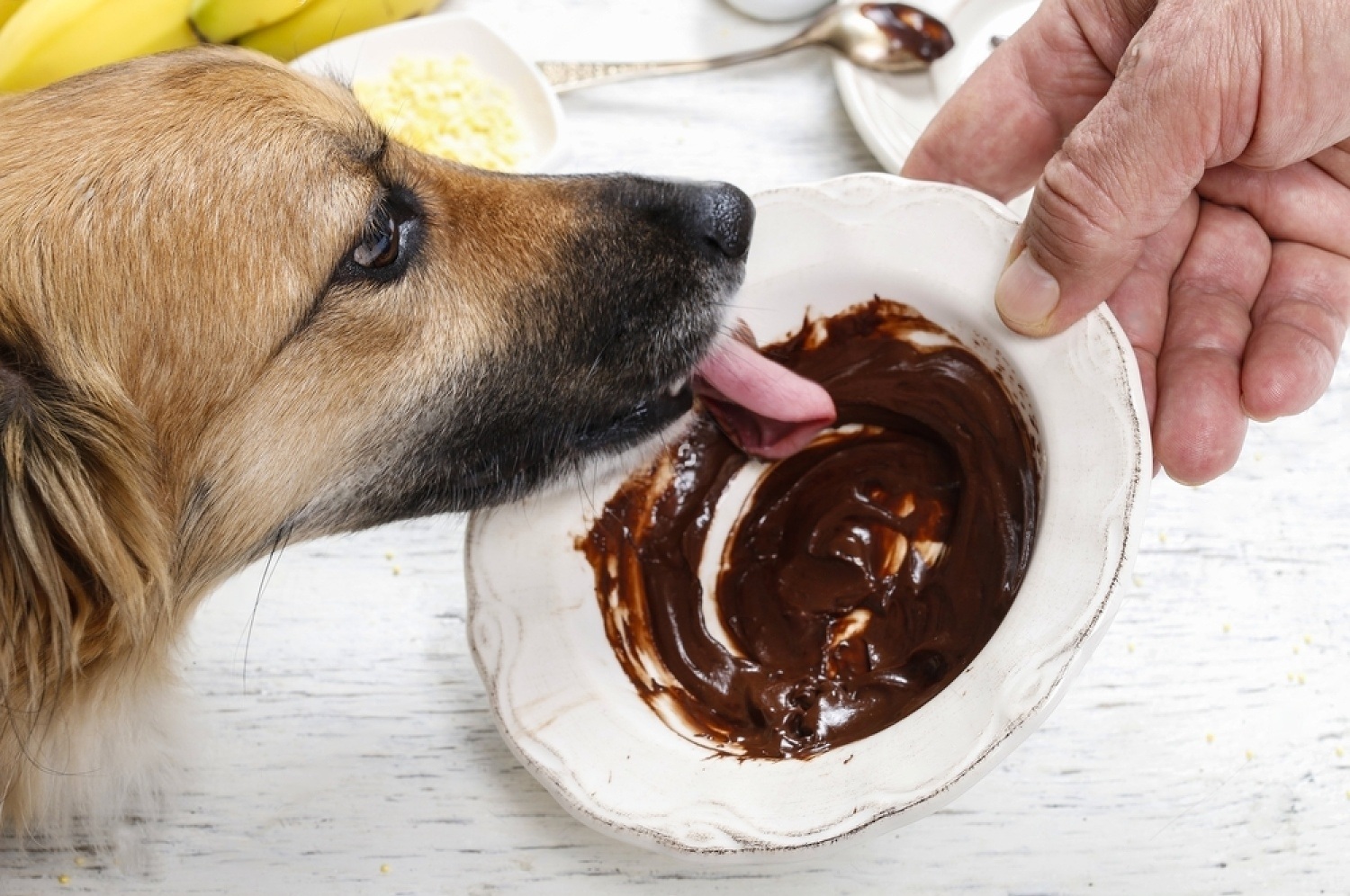 My Dog Ate Chocolate But Is Acting Fine: Is Anything Wrong? 4 xirAjHrDWy4Vd n2RmBO8lpDsOQo3ZuqQlxh7ntV4iRUDL2A03Ie Hpcm1cn655lS8uqnUyosLvoQAhVvDvBUTdnz2hP0iB2k 6HhILTNVpeTNft6MQt6XvK0ST85w 2o4NTFfnlCm9Afk VcO WT3s