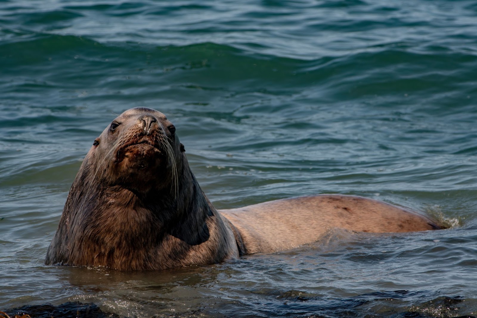 100 things to do in melbourne with kids seal watching cruise phillip island