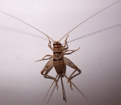 Gryllidae (Cricket)