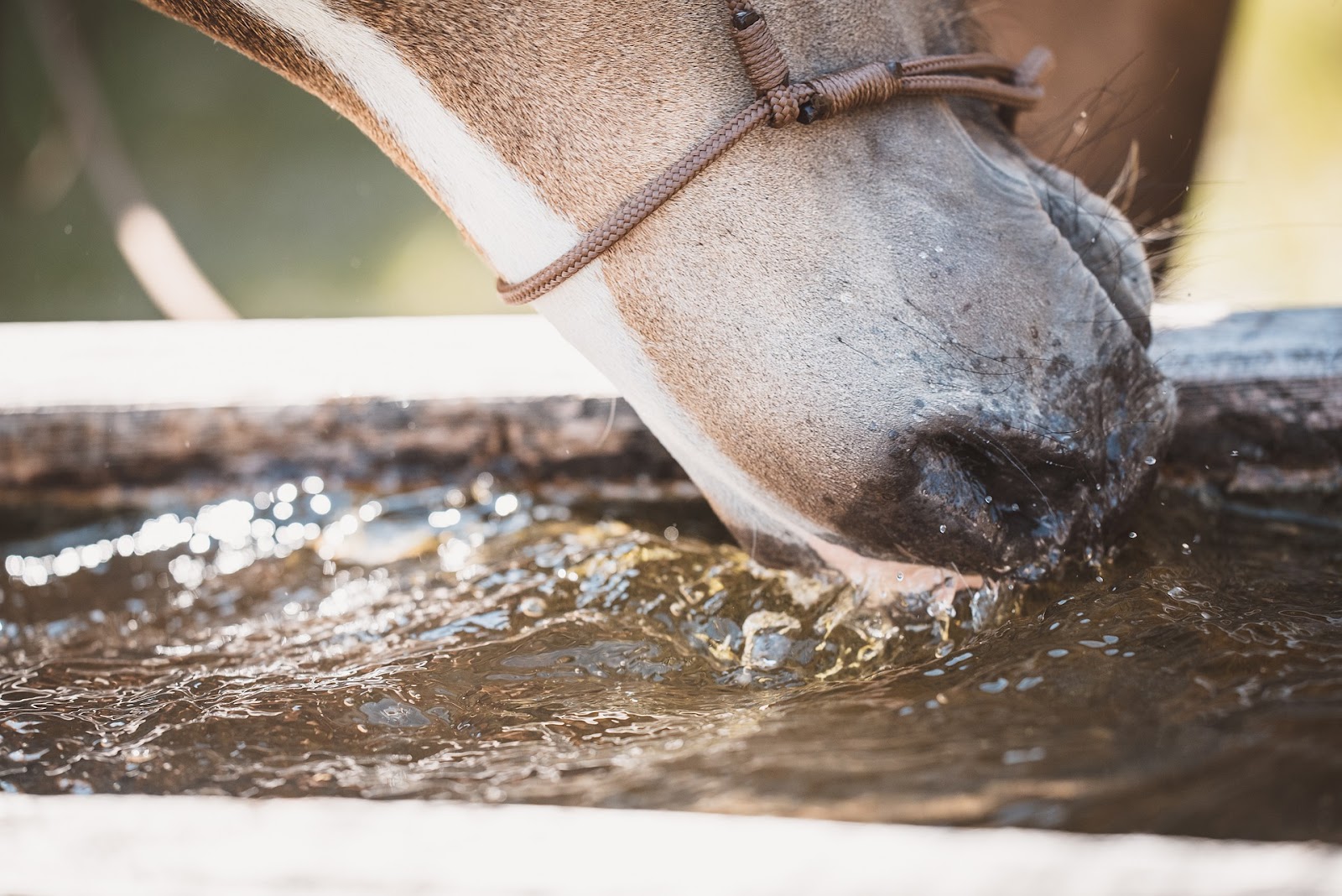 Horse splashes it's nose in a water trough