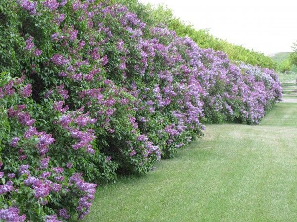 Lilac bushes make the best screening plants for privacy. 