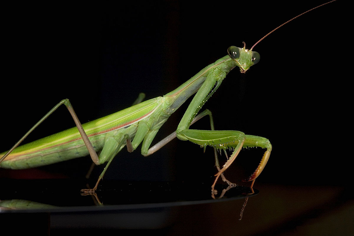 Do Praying Mantises Eat Their Mates