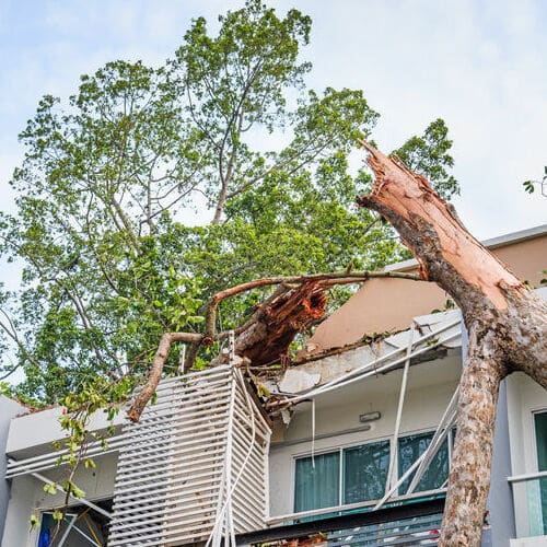 roof insurance claim for tree damage on house