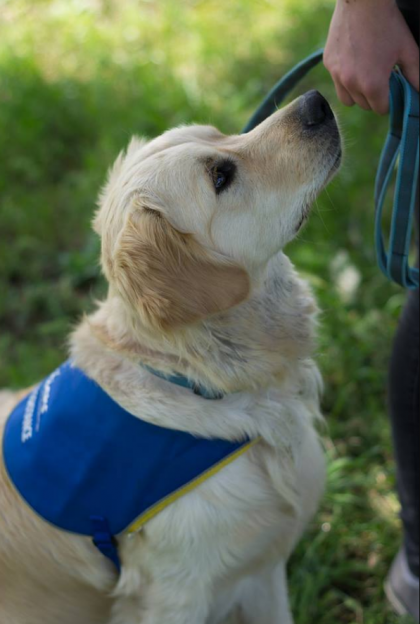 Le caractère des toutous: les chiens d'assistance ⋆ Emprunte Mon ...