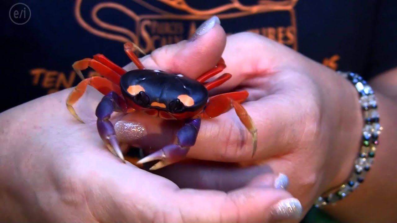 Person holding moon crab