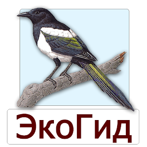 EcoGuide: Russian Birds apk Download