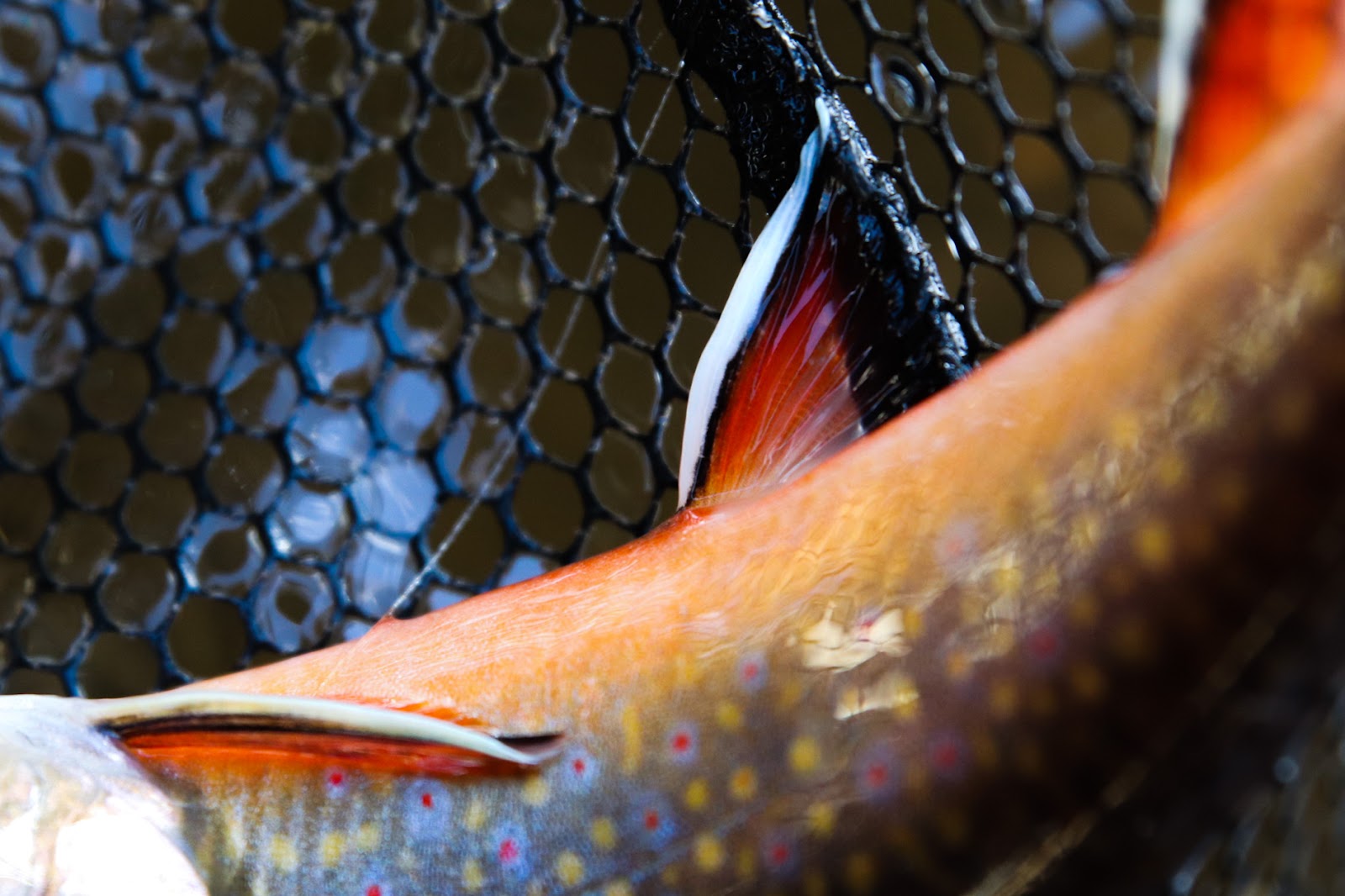Trout are a worthy fishy adversary and allow anglers to get off the beaten path. 