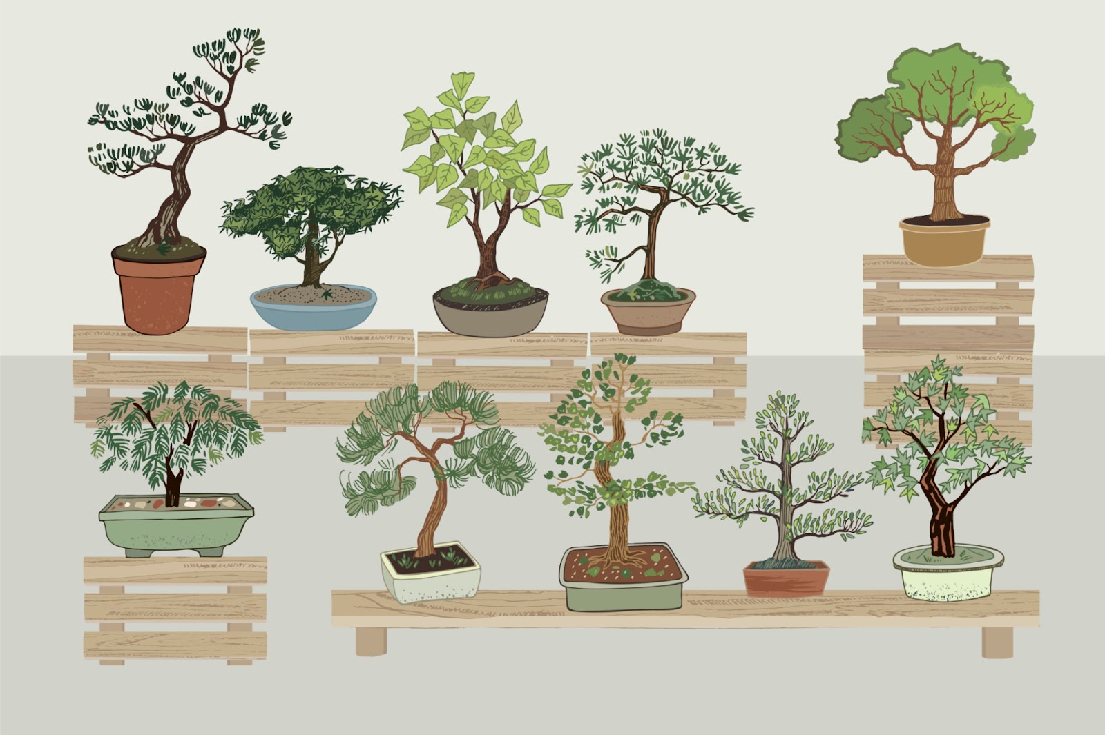 How to Grow a Bonsai Tree at Home: A Detailed Guide for Beginners