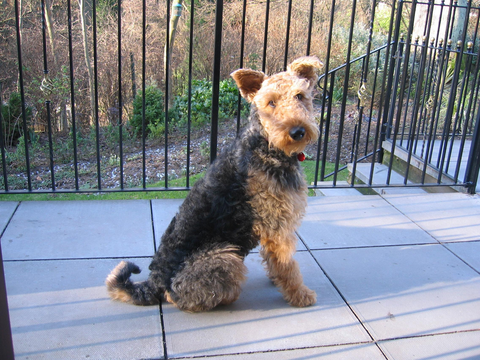 do airedales like water