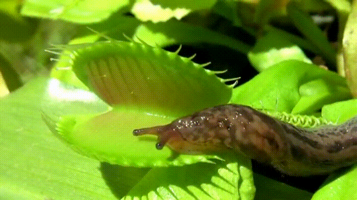 Yeah, you probably have days where you feel like you’re a lethargic slug being crushed by a man- eating plant. It's okay! It happens to the best of us.