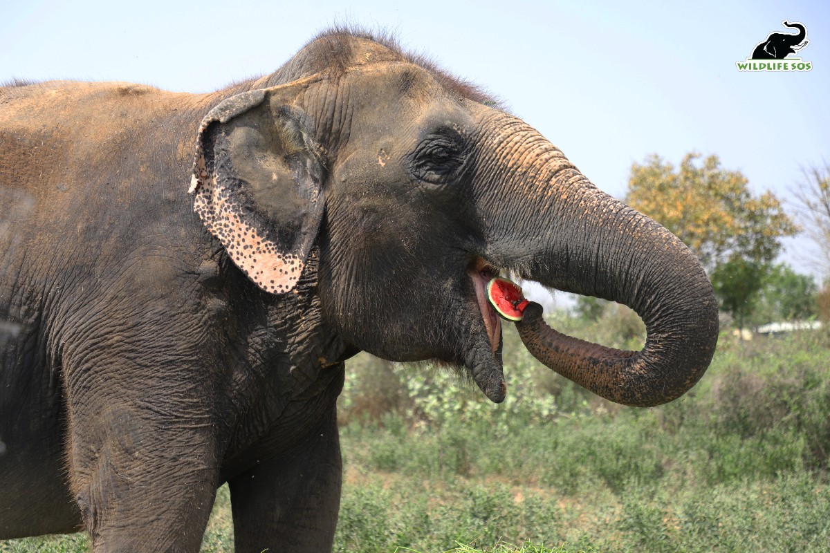 Ways To Recognise Different Elephants Under Our Care! - Wildlife SOS
