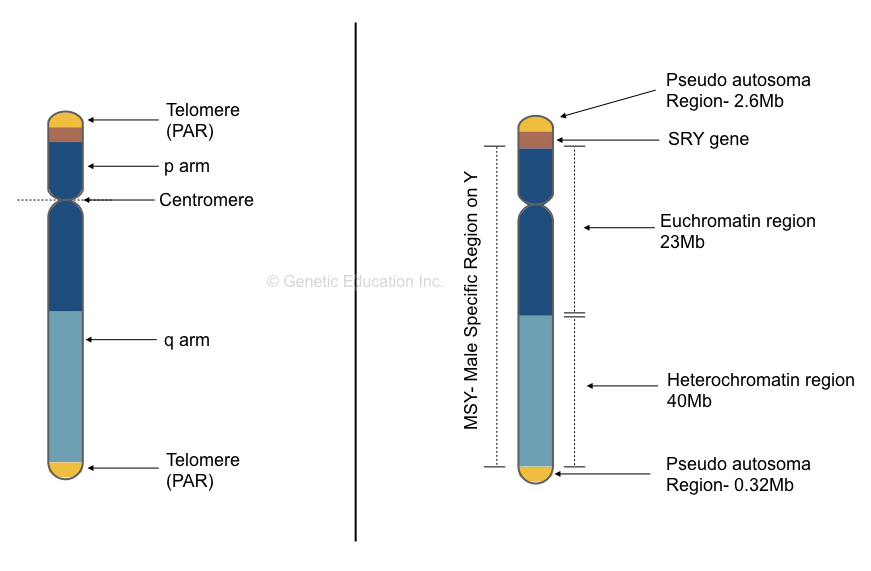 The structure of Y chromosome. 