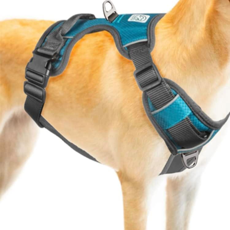 Embark Harness with 2 Leash