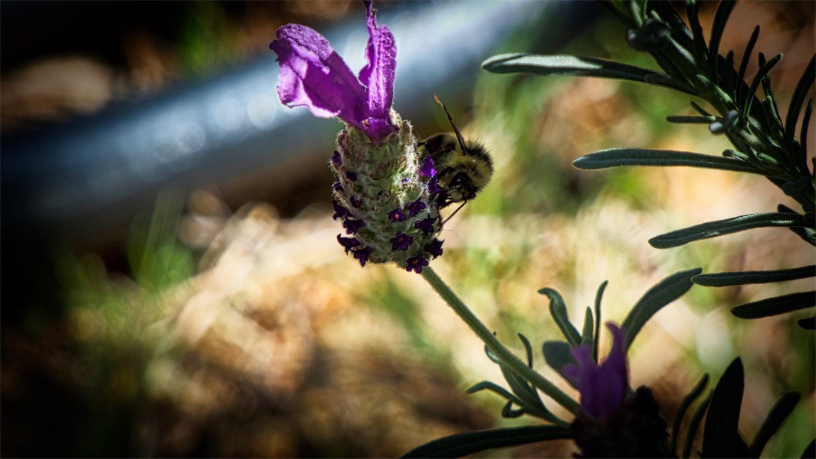 Enchanted Bumblebee.jpg