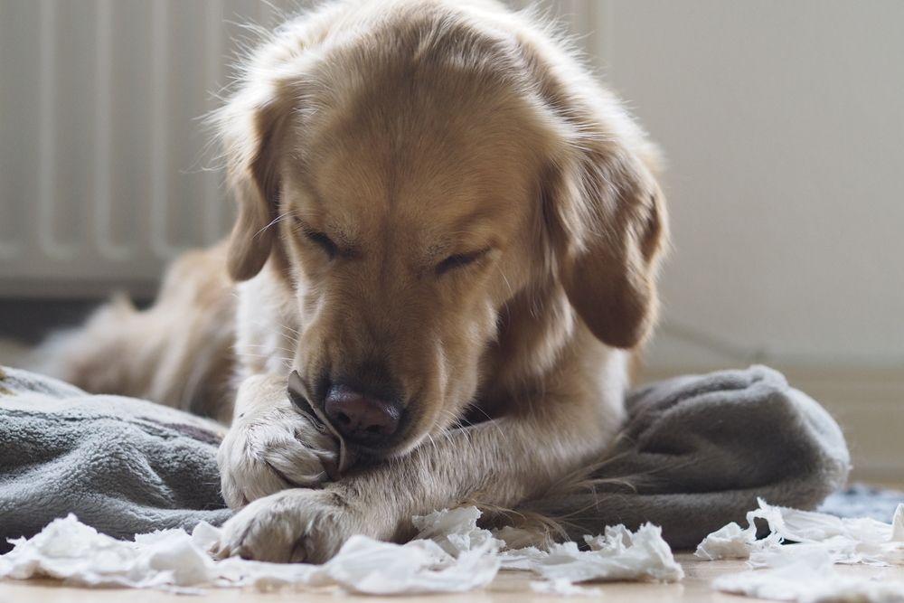 Why Do Dogs Chew Everything? | 