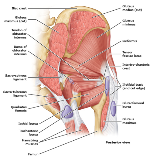 Laterale hoftesmerter og gluteale myalgier. Trokantersyndrom - Veileder i  fysikalsk medisin og rehabilitering, 2021