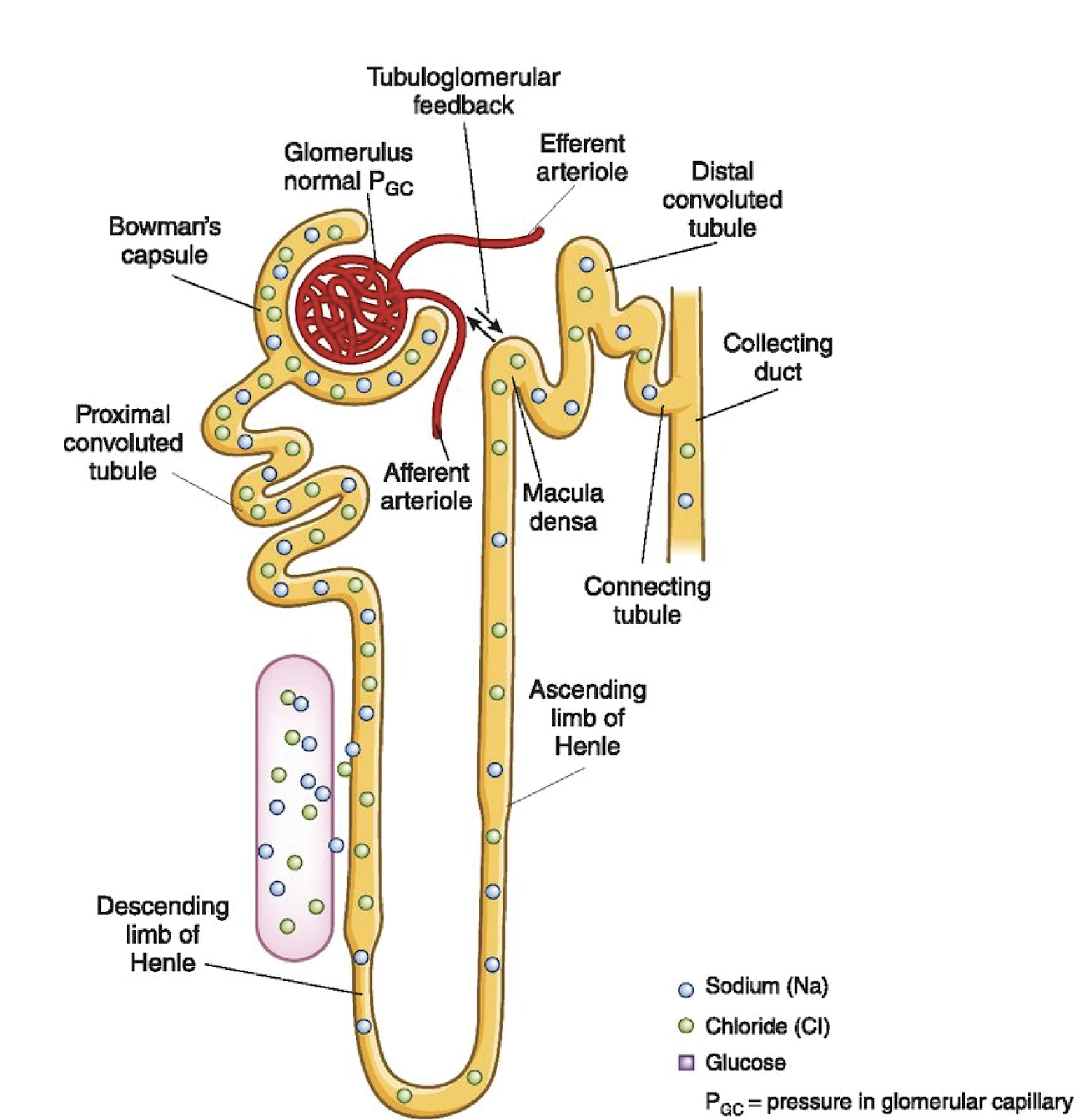 tubular glomerular feedback