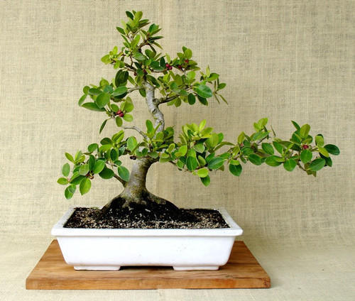 Ficus Bonsai Tree: Everything You Need To Know