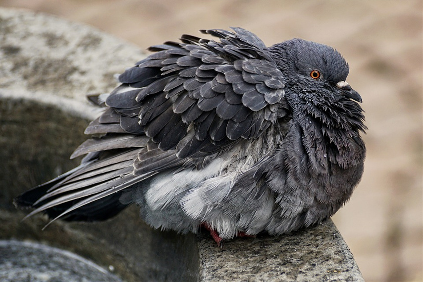 pigeon