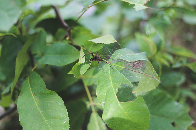 Tweefontein Herb Farm + Hiking in Mohonk Preserve