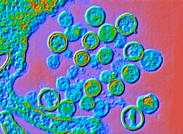 Hantavirus (Photo: Getty Images)