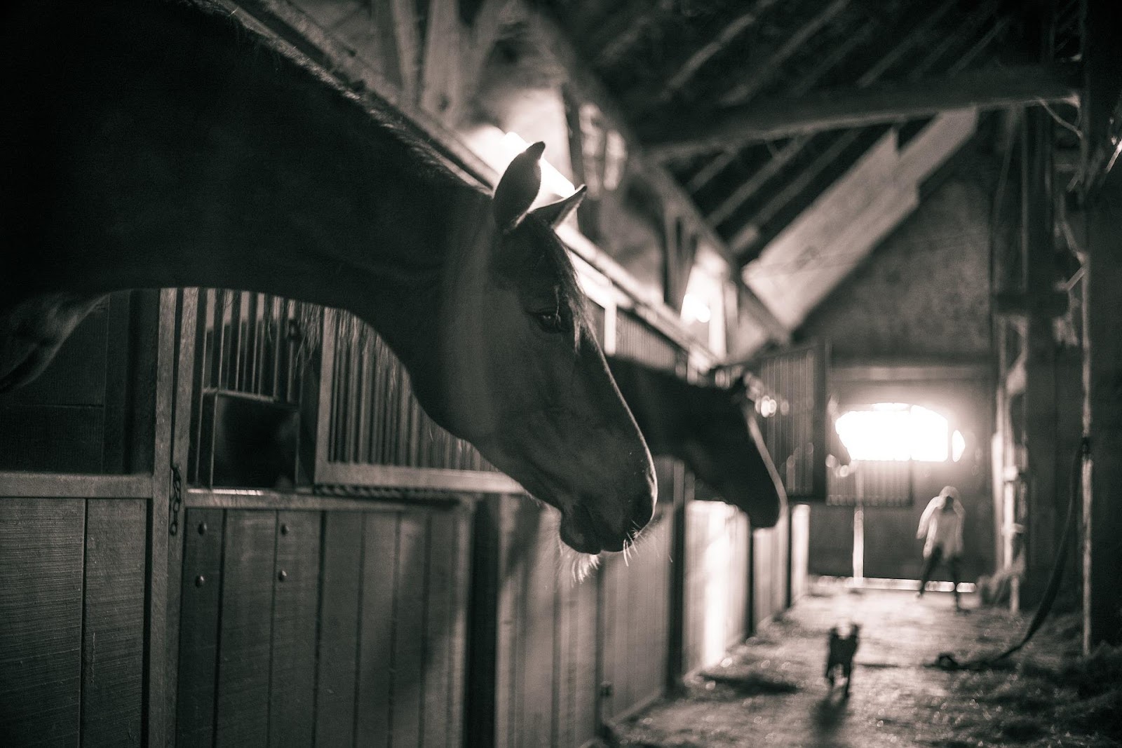 row of horses in stables