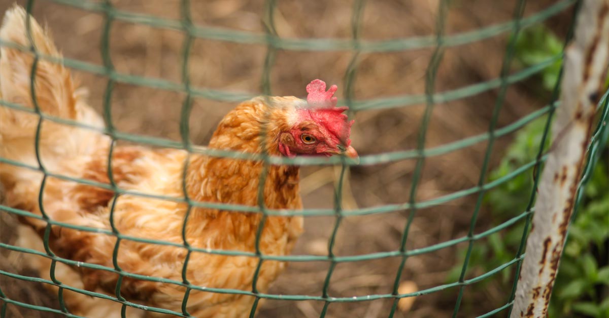 Chicken nets protect chickens from predators