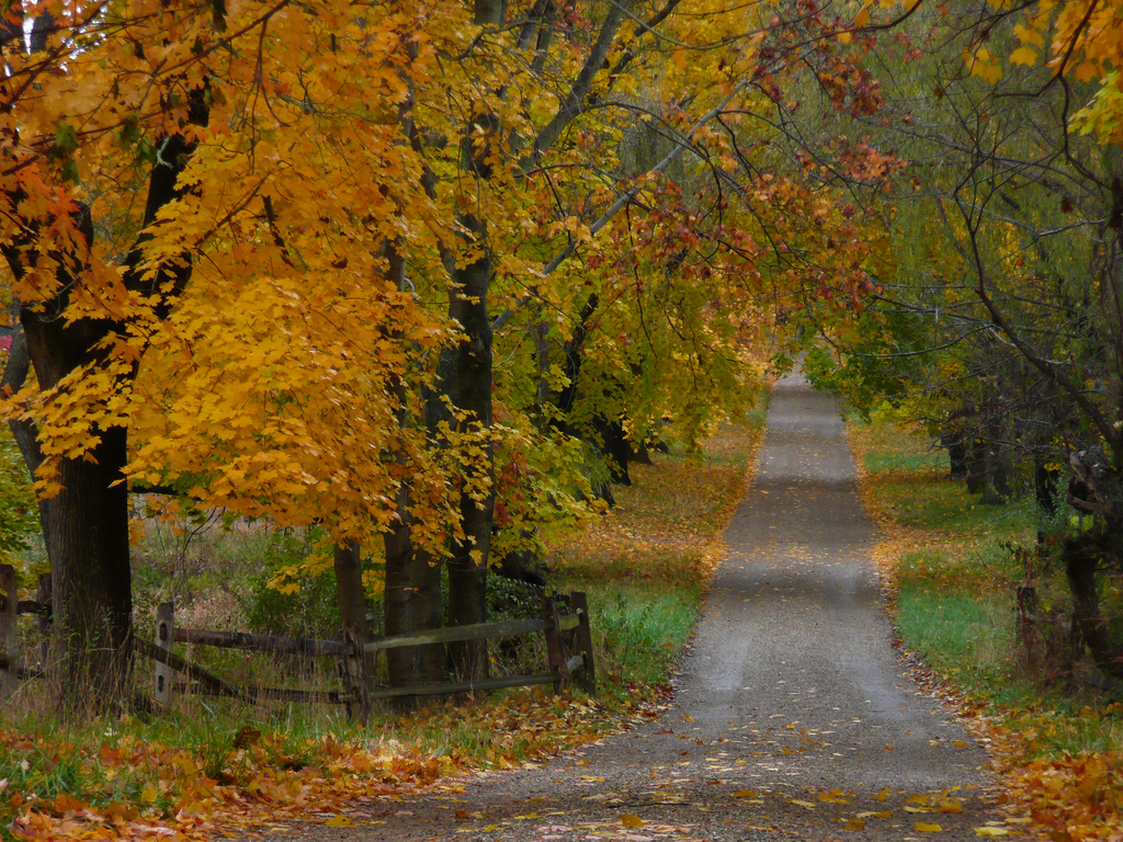 Picket fence and yellow trees | Colts Neck. Supposedly, Spri… | Flickr