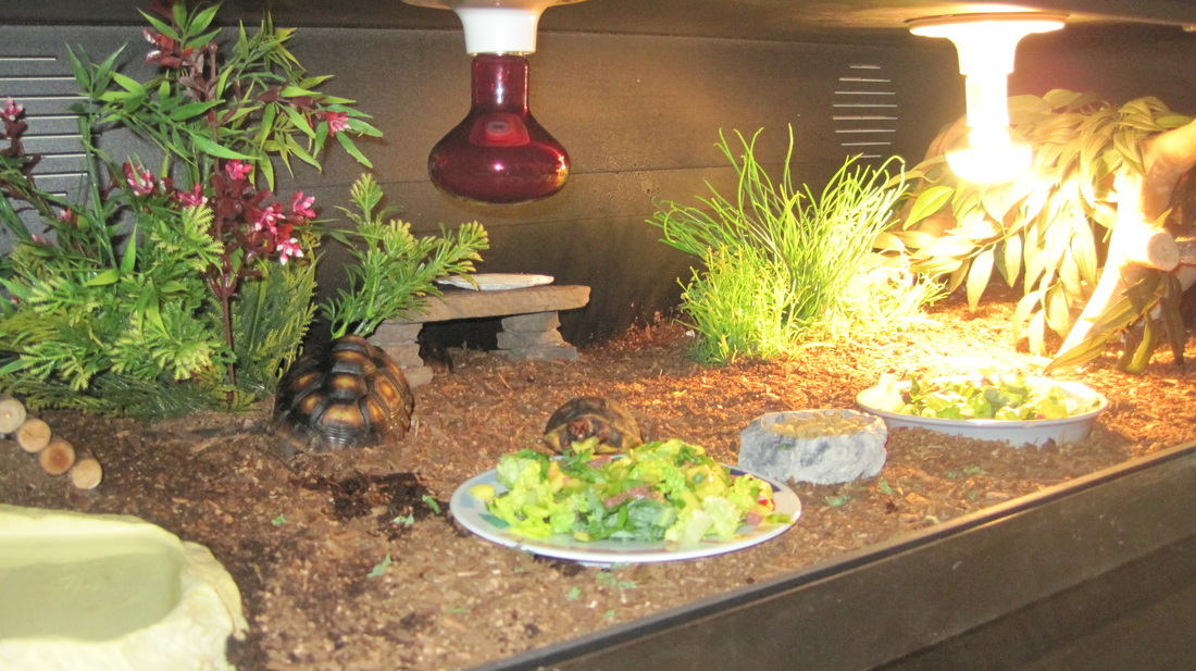 Indoor Habitat for red footed tortoise