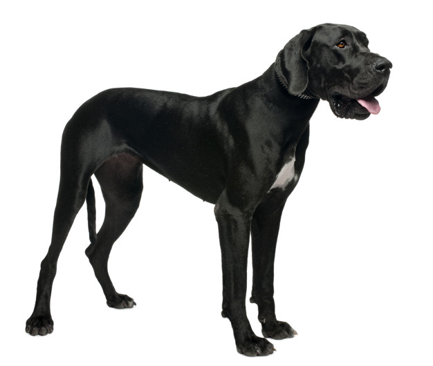 O cachorro de 155 kg – e outros recordes do mundo canino