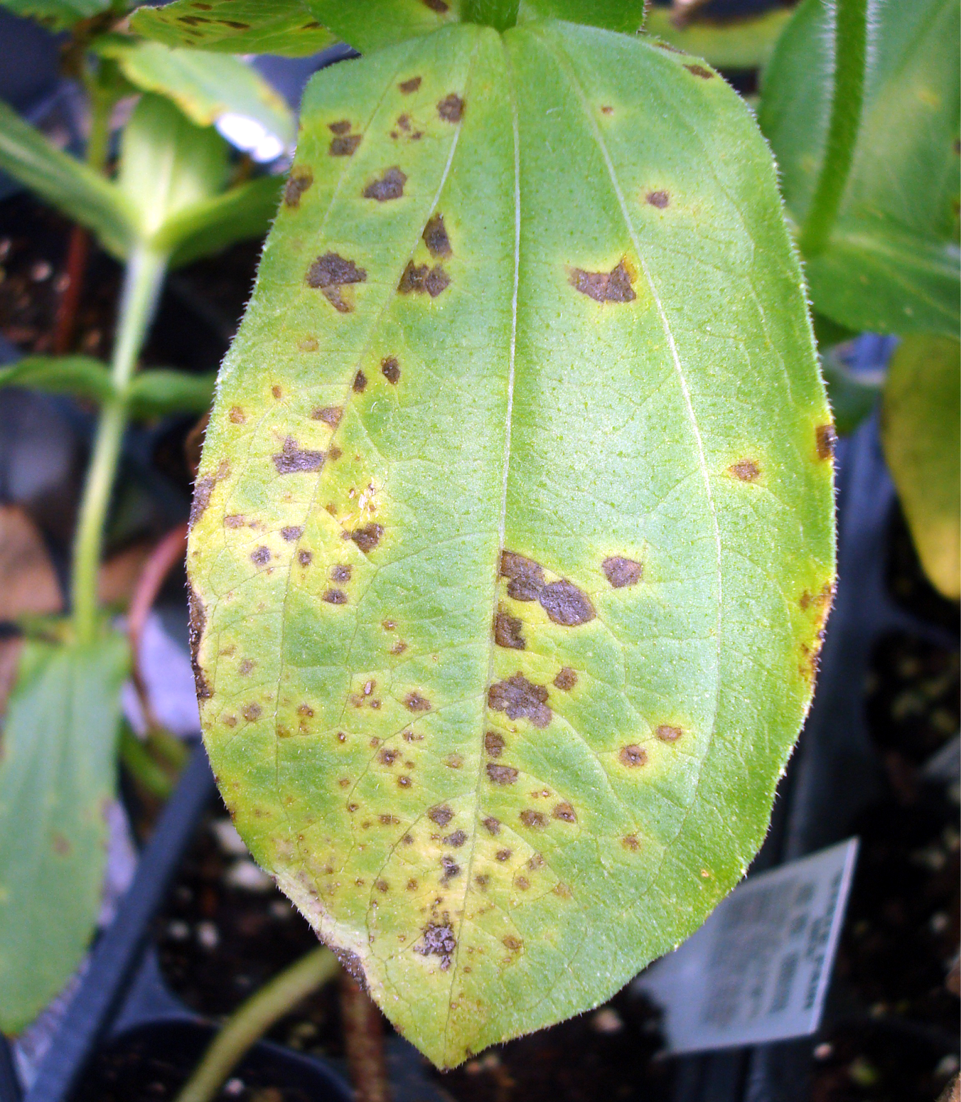signs of transplant shock